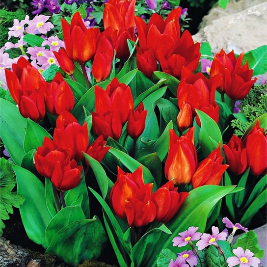 Tulipan Botaniczny Van Tubergen'S Variety 5 szt BENEX