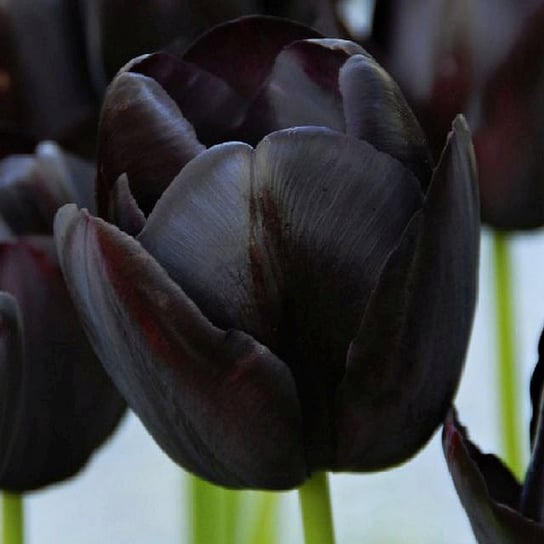 Tulipan Czarny 10 szt cebulki tulipanów Tulipany BENEX