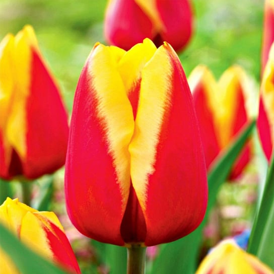 Tulipan Czerwono-Żółty 10 szt cebulki tulipanów Tulipany BENEX