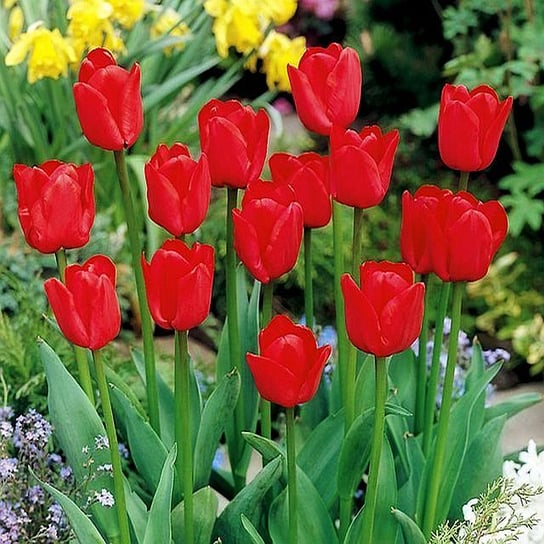 Tulipan Czerwony 100 szt cebulki tulipanów Tulipany BENEX