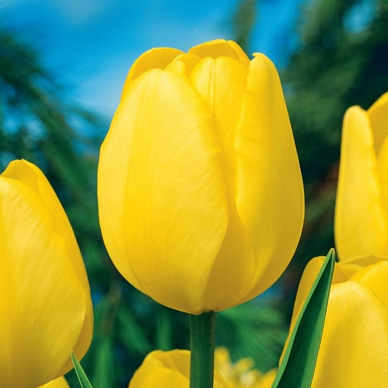 Tulipan Darwina Novi Sun 5 szt Tulipany cebulki tulipanów BENEX