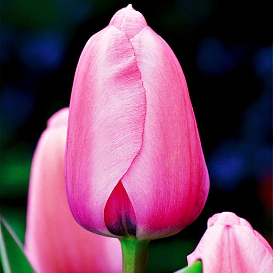 Tulipan Darwina Pink Impression 5 szt Tulipany cebulki tulipanów BENEX