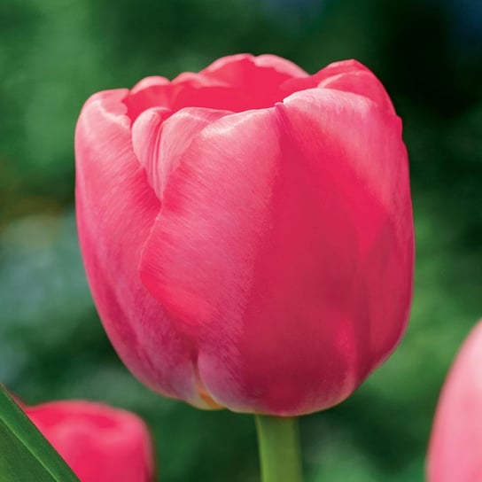 Tulipan Darwina Pink Pride 5 szt Tulipany cebulki tulipanów BENEX
