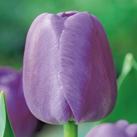 Tulipan Darwina Purple Pride 5 szt Tulipany cebulki tulipanów BENEX