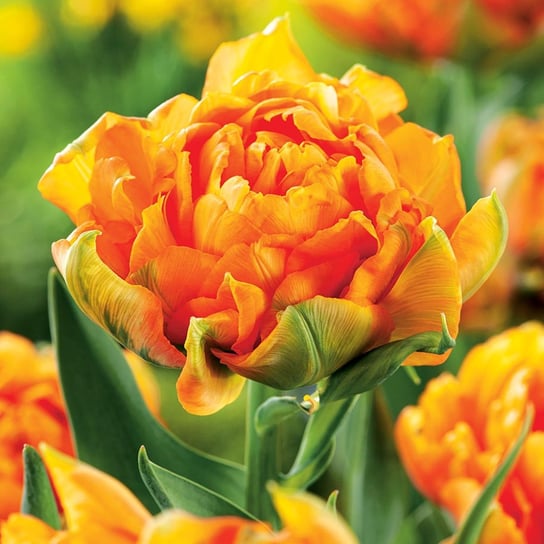 Tulipan Dla Kolekcjonera Orca 5 szt Tulipany cebulki tulipanów BENEX