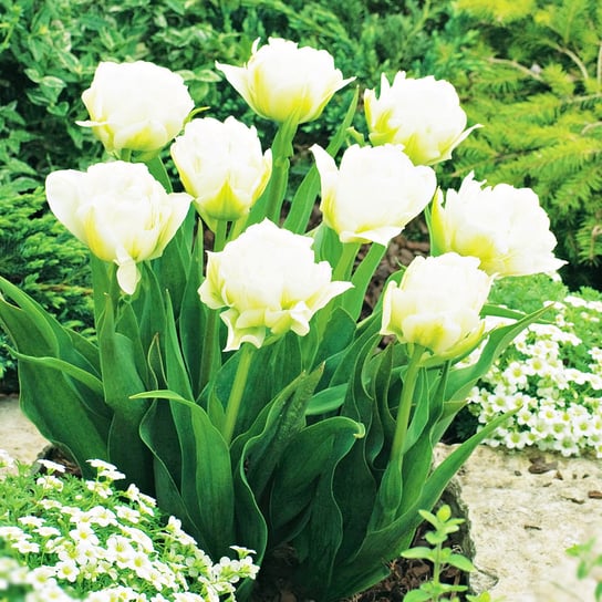 Tulipan Doniczkowy Global Desire 5 szt Tulipany cebulki tulipanów BENEX