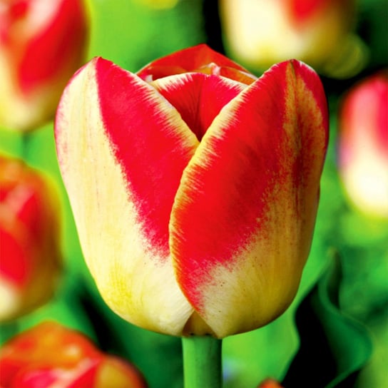 Tulipan Dwukolorowy Candy Corner 5 szt cebulki tulipanów Tulipany BENEX