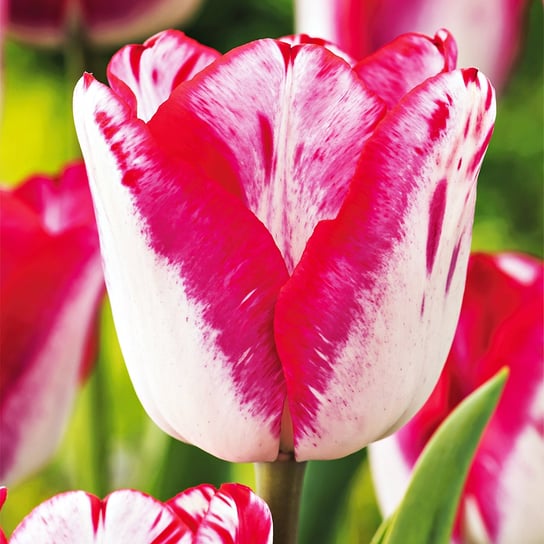 Tulipan Dwukolorowy Just Kissed 5 szt cebulki Tulipany BENEX