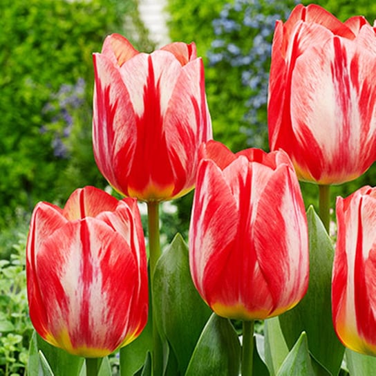 Tulipan Dwukolorowy Spryng Break 5 szt cebulki tulipanów Tulipany BENEX