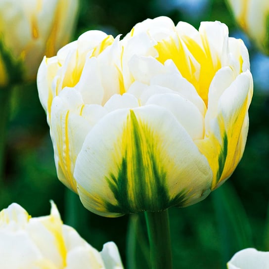 Tulipan Ekskluzywny Flaming Evita 5 szt cebulki Tulipany BENEX