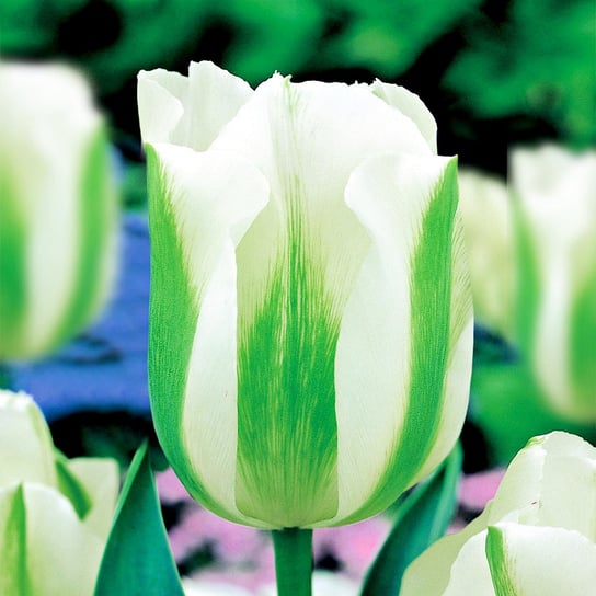 Tulipan Ekskluzywny Green Spirit 5 szt cebulki Tulipany BENEX