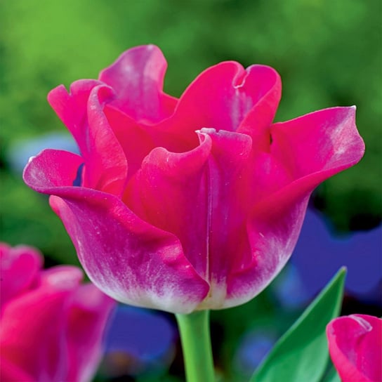 Tulipan Ekskluzywny Liberstar 5 szt cebulki tulipanów Tulipany BENEX