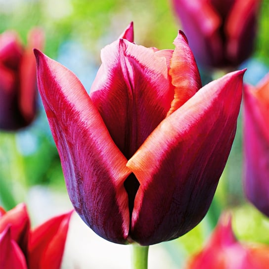 Tulipan Ekskluzywny Muvota 5 szt cebulki tulipanów Tulipany BENEX