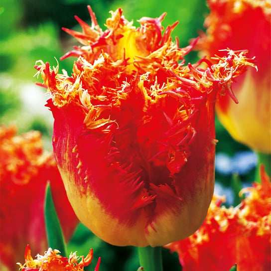 Tulipan Ekskluzywny Real Time 5 szt cebulki tulipanów BENEX