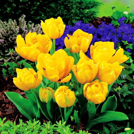 Tulipan Ekskluzywny Yellow Baby 5 szt Tulipany cebulki tulipanów BENEX