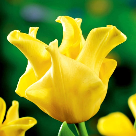 Tulipan Ekskluzywny Yellow Crown 5 szt cebulki tulipanów Tulipany BENEX