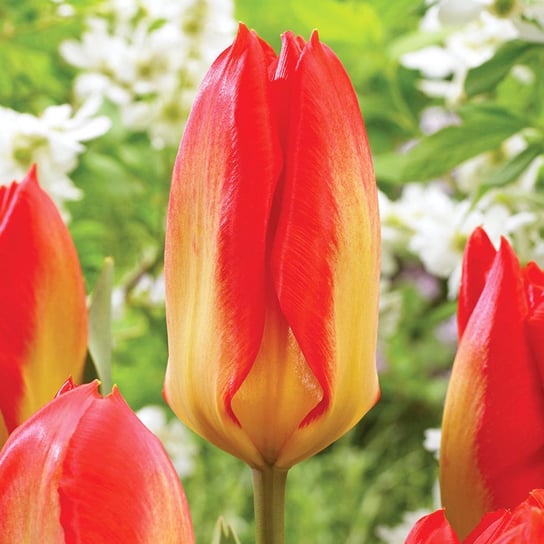 Tulipan Fostera Candela Festival 5 szt cebulki tulipanów Tulipany BENEX