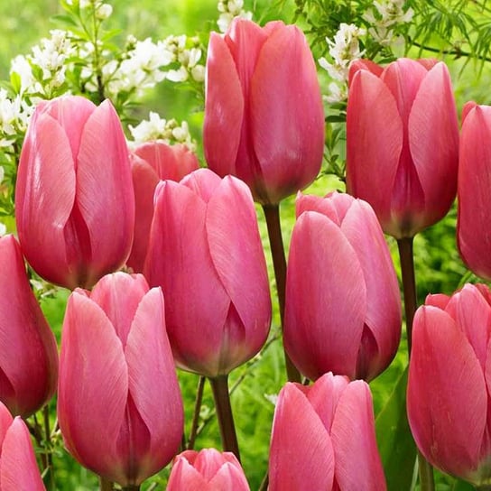 Tulipan Gigantyczny Big Love 5 szt cebulki tulipanów Tulipany BENEX