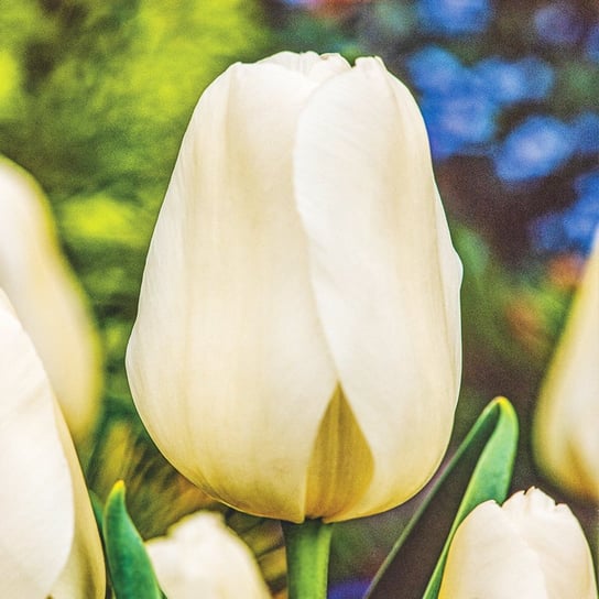 Tulipan Gigantyczny Catherina 5 szt cebulki tulipanów Tulipany BENEX