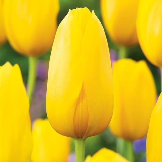 Tulipan Gigantyczny Muscadet 5 szt cebulki tulipanów Tulipany BENEX