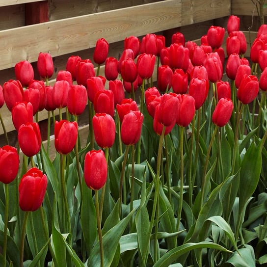 Tulipan Gigantyczny Sky High Scarlet 5 szt cebulki tulipanów Tulipany BENEX