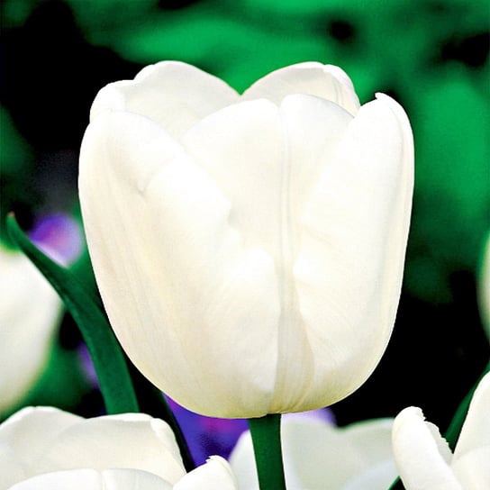 Tulipan Jan Paweł II 5 szt cebulki Tulipany BENEX
