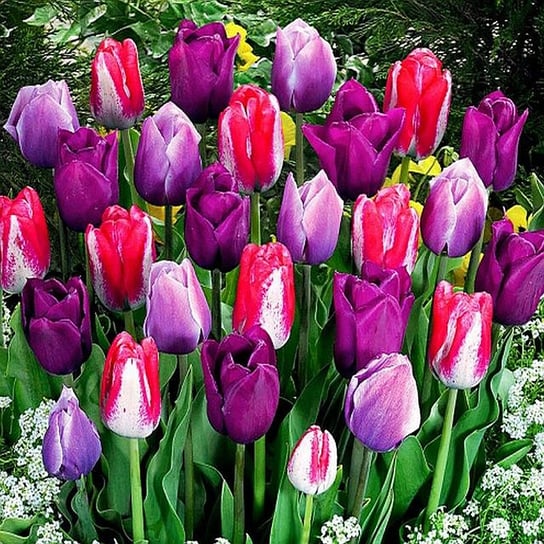Tulipan Kolory Fioletu Mix 10 szt cebulki tulipanów BENEX