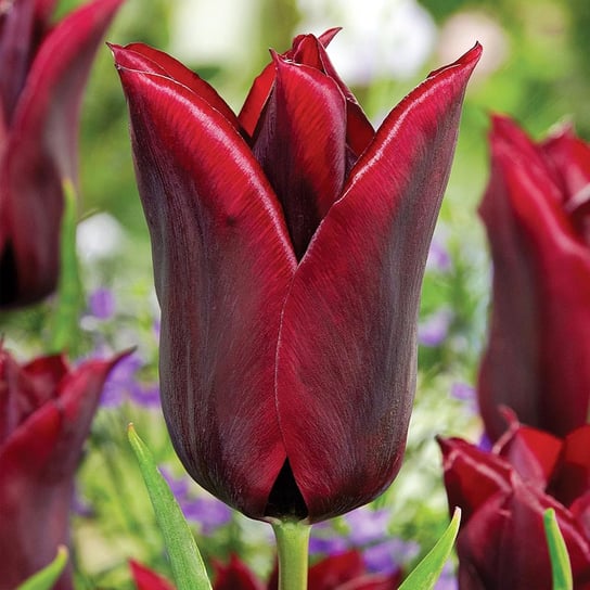 Tulipan Liliokształtny Lasting Love 5 szt Tulipany BENEX
