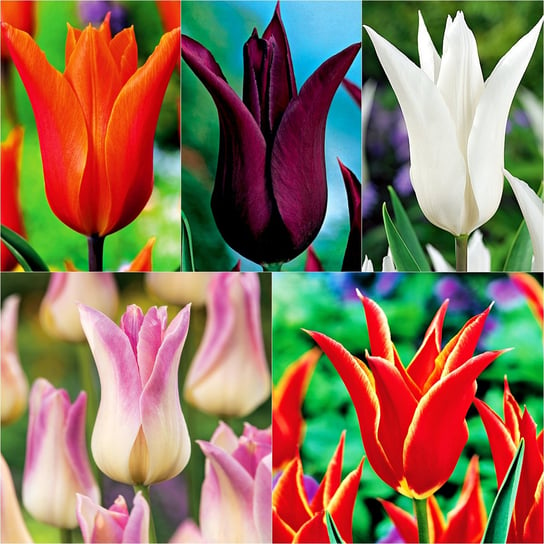 Tulipan Liliokształtny Mix 10 szt cebulki tulipanów BENEX