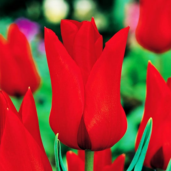 Tulipan Liliokształtny Pretty Woman 5 szt Tulipany cebulki tulipanów BENEX