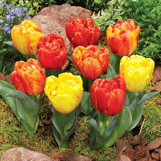 Tulipan Lodowy Flaming Baby 5 szt Tulipany cebulki tulipanów BENEX