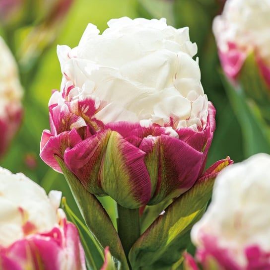 Tulipan Lodowy Ice Cream 5 szt cebulki tulipanów BENEX