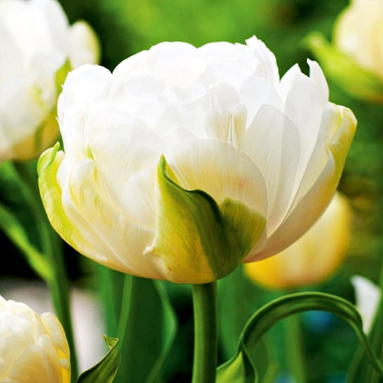 Tulipan Lodowy Maureen Double 5 szt cebulki tulipanów BENEX