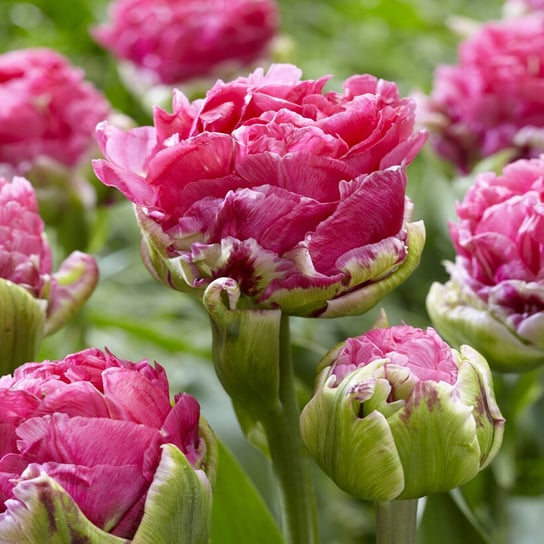 Tulipan Lodowy Pop Up Pink 1 szt cebulki Tulipany BENEX