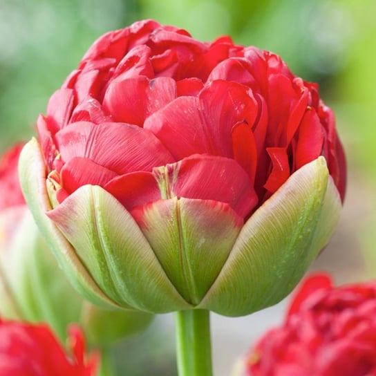 Tulipan Lodowy Pop Up Red 1 szt cebulki Tulipany BENEX