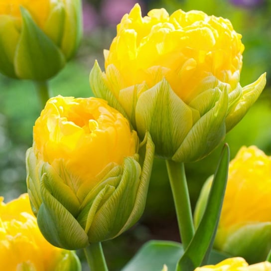 Tulipan Lodowy Pop Up Yellow 1 szt cebulki Tulipany BENEX
