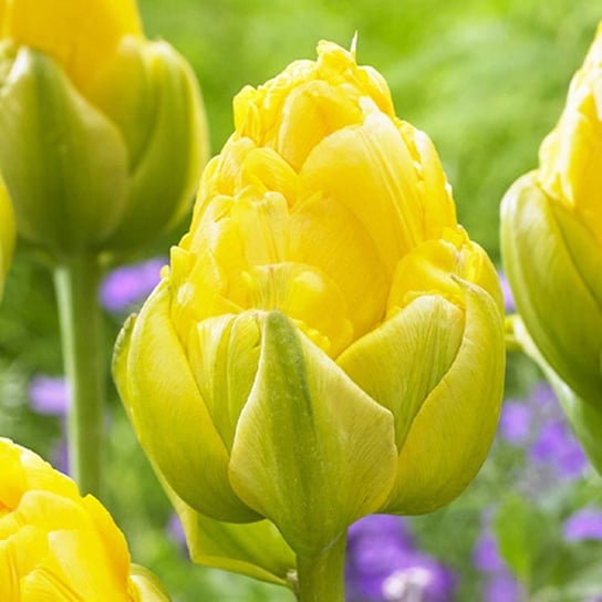 Tulipan Lodowy Vanilla Coup 5 szt cebulki Tulipany BENEX