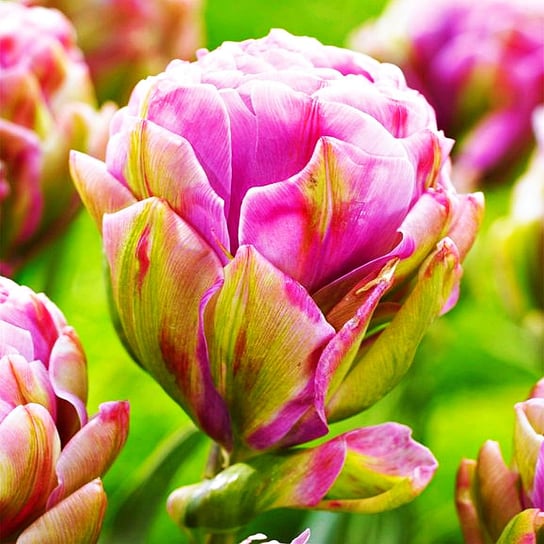 Tulipan Lodowy Violet Prana 5 szt Tulipany cebulki tulipanów BENEX