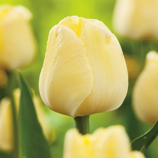 Tulipan Maria Kaczyńska 5 szt cebulki Tulipany BENEX