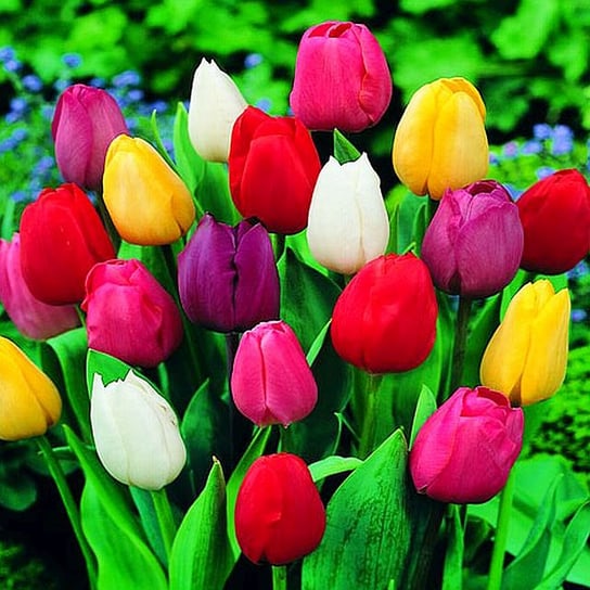 Tulipan Mix 10/11 30 szt cebulki tulipanów Tulipany BENEX