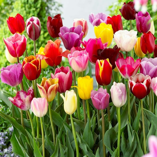 Tulipan Mix 10 szt cebulki tulipanów Tulipany BENEX
