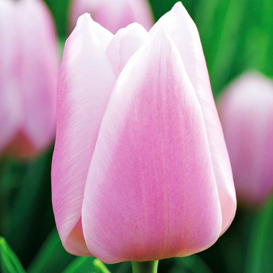 Tulipan na kwiat cięty Gabriella 5 szt cebulki tulipanów BENEX