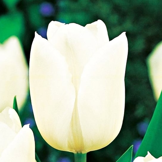 Tulipan na kwiat cięty White Dynasty 5 szt cebulki tulipanów BENEX