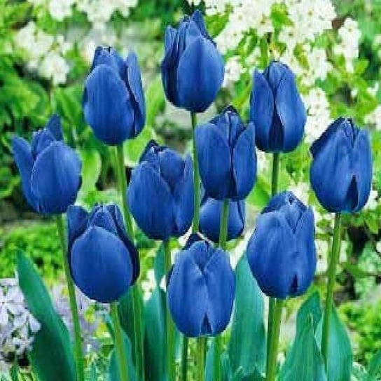 Tulipan Niebieski 100 szt cebulki tulipanów Tulipany BENEX