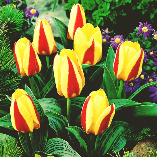 Tulipan Niski Gluck 5 szt cebulki tulipanów BENEX