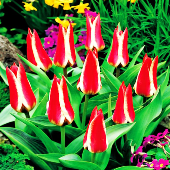 Tulipan Niski Greiga Pinocchio 5 szt Tulipany cebulki tulipanów BENEX