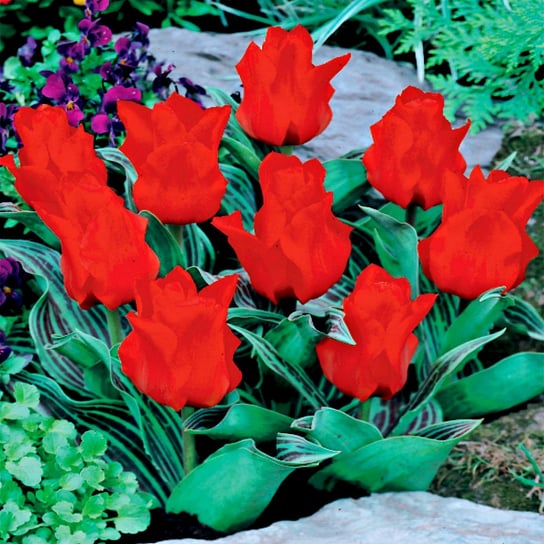 Tulipan Niski Greiga Red Riding Hood 5 szt Tulipany cebulki tulipanów BENEX