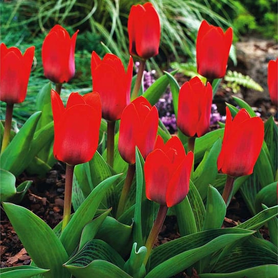 Tulipan Niski Kaufmanna Showinner 5 szt Tulipany cebulki tulipanów BENEX
