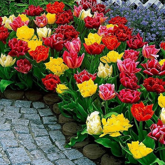 Tulipan Niski Mix 50 szt cebulki tulipanów BENEX