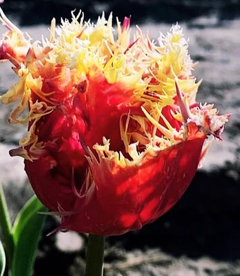 Tulipan nr 133 5 szt cebulki Tulipany BENEX